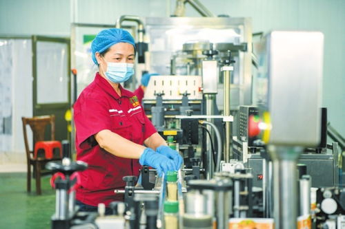 海口大坡胡椒俏銷國內外市場在線打包忙